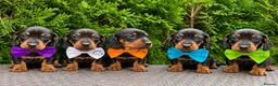 Dachshund dogs for sale: Miniature Dachsund Pups - Advert 15