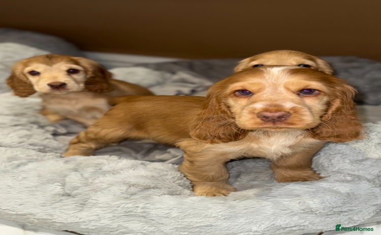 Cocker Spaniel dogs - Advert 3