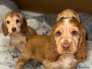 Cocker Spaniel dogs - Advert 2
