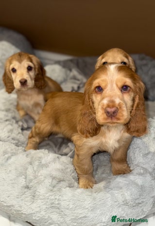 Cocker Spaniel dogs - Advert 3