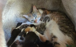 Mixed Breed cats for sale: 4 beautiful mixed breed playful kittens in Ingatestone - Image 13