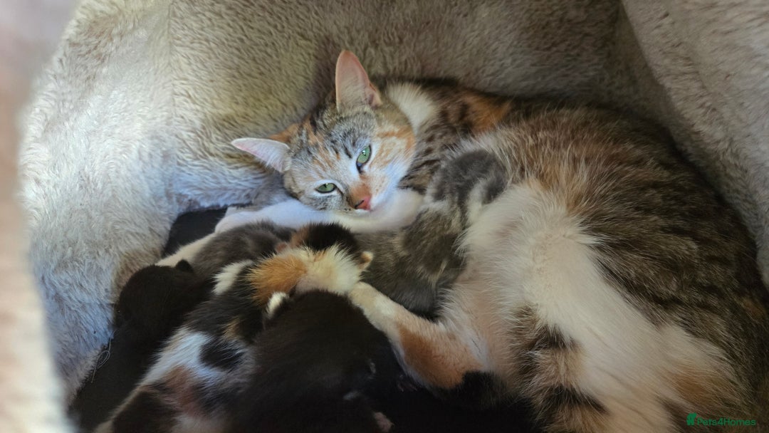 Mixed Breed cats for sale: 4 beautiful mixed breed playful kittens in Ingatestone - Image 13