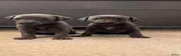 Mixed Breed dogs for sale: Bedlington Whippet puppies  - Advert 9