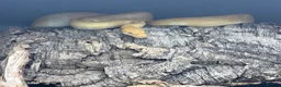 Python Snake reptiles for sale: Royal Python. Morph; super Enchi, albino butter. in Haverfordwest - Advert 2