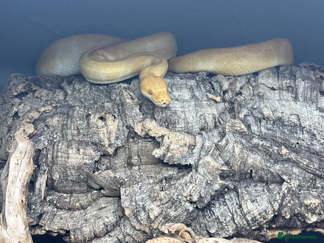 Python Snake reptiles for sale: Royal Python. Morph; super Enchi, albino butter. in Haverfordwest - Advert 2