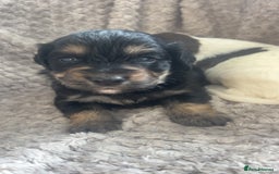 Cockapoo dogs for sale: Beautiful cockapoo family litter  - Image 12