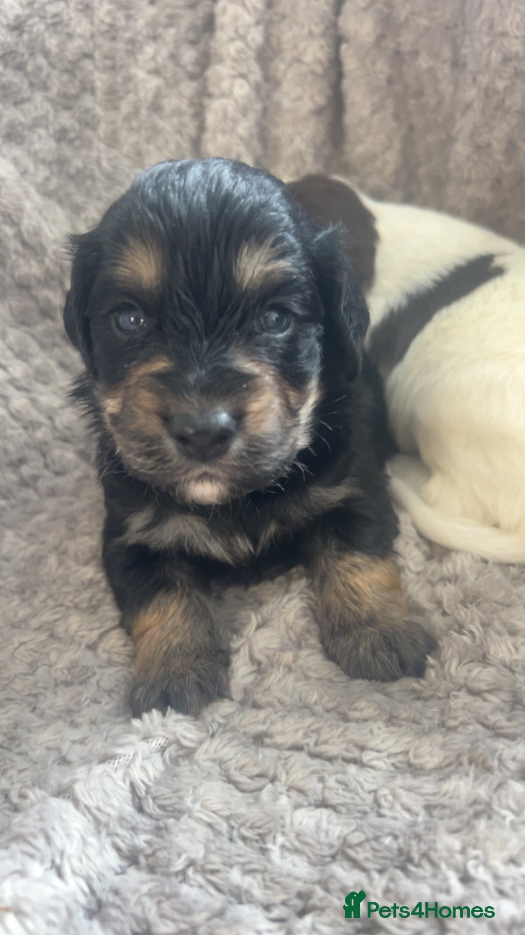 Cockapoo dogs for sale: Beautiful cockapoo family litter  - Image 12