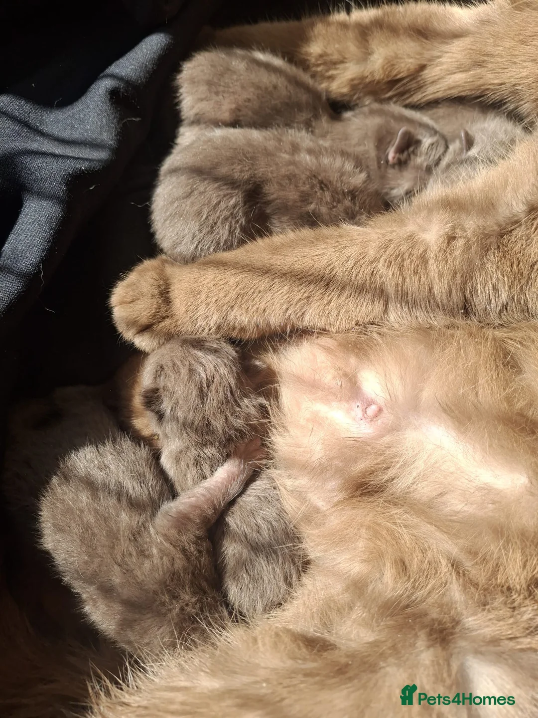 British Shorthair cats for sale: TICA Stunning Chocolate British Short Hair Kittens in Merthyr Tydfil - Advert 2