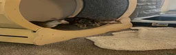 Bengal cats for sale: ‼️UPDATE ‼️Ready now TICA REGISTERED  - Advert 29