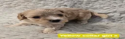 Mixed Breed dogs for sale: Cavapoochon Puppies - Advert 8