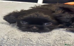 Shih Tzu dogs for sale: Shih tzu puppies for sale  - Image 8