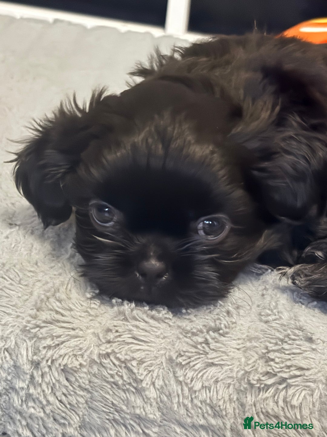 Shih Tzu dogs for sale: Shih tzu puppies for sale  - Image 8