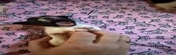 Jack Russell dogs for sale: Jack Russell puppies - Advert 2