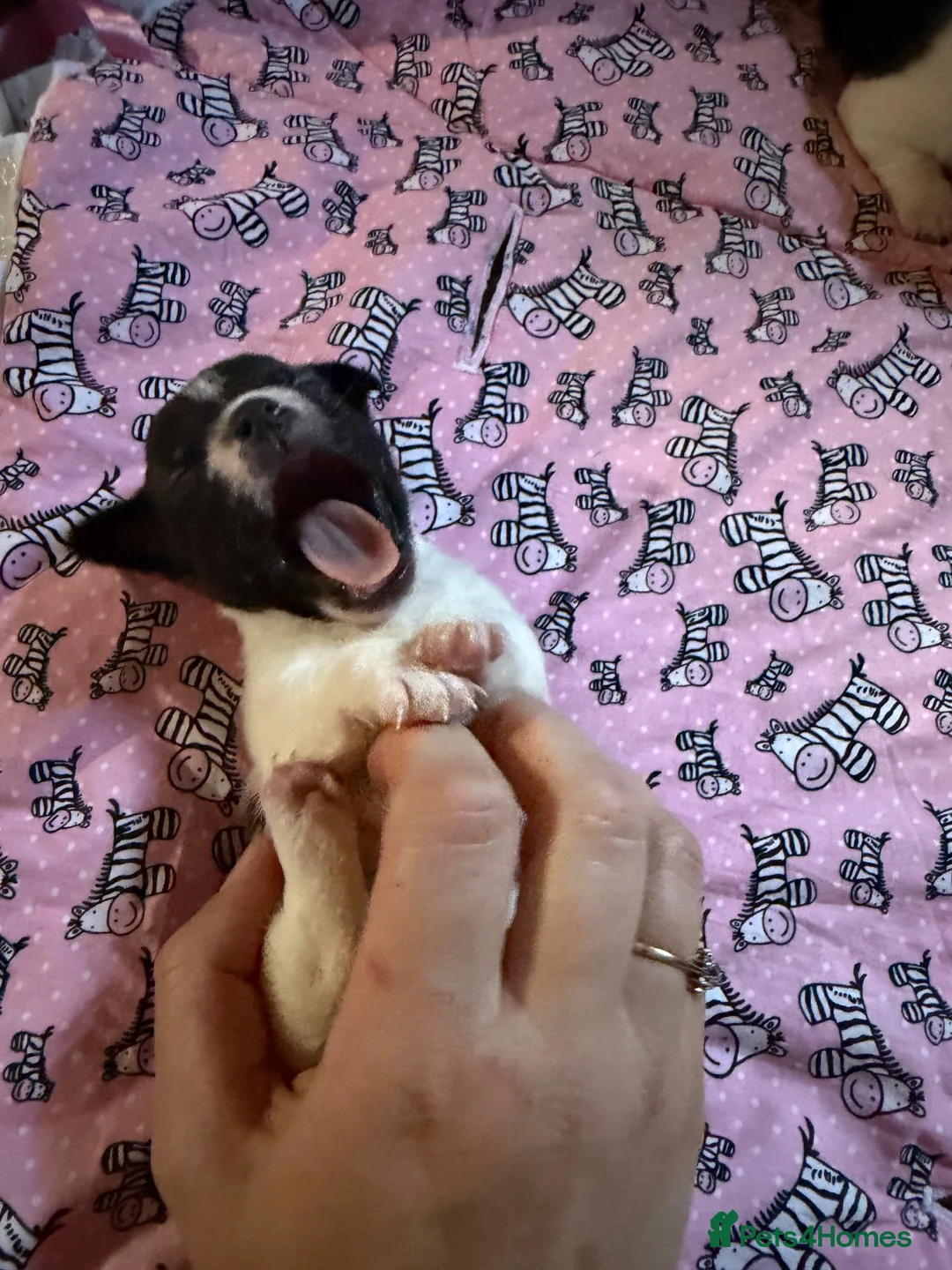 Jack Russell dogs for sale: Jack Russell puppies - Advert 2