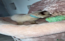 Ragdoll cats for sale: 🌸pedigree Ragdoll babies, reduced🌸 - Image 7