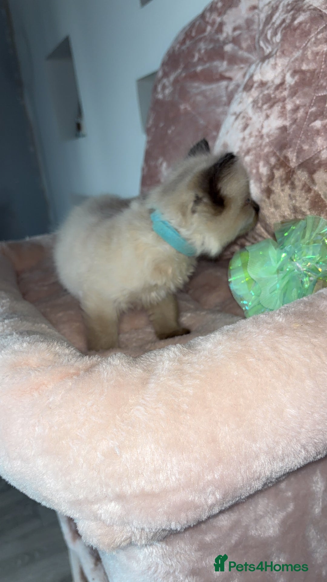 Ragdoll cats for sale: 🌸pedigree Ragdoll babies, reduced🌸 - Image 7