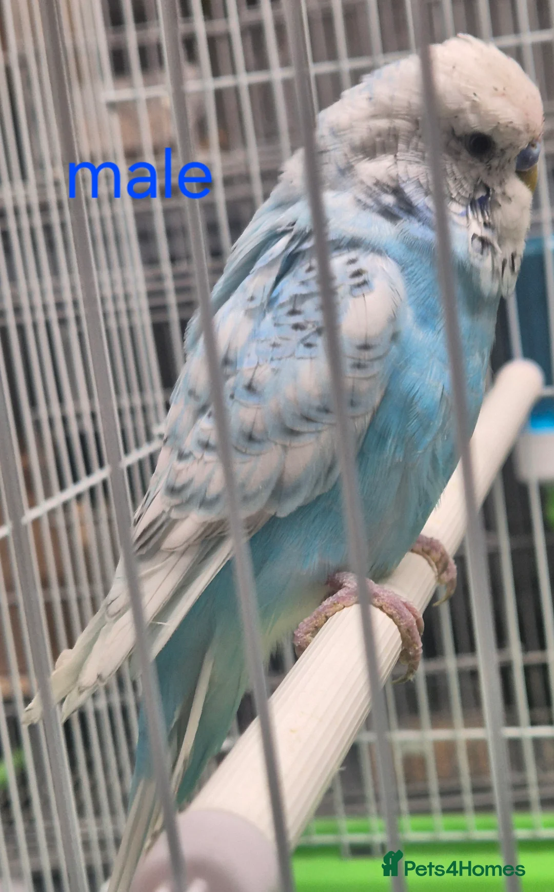 Budgerigars birds for sale: Budgies available for new homes - Advert 6