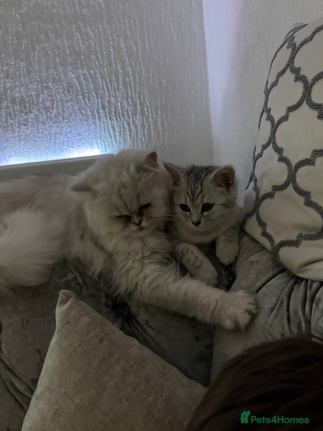 Persian cats for sale: Persian kittens  - Image 7