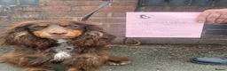 Cocker Spaniel dogs for sale: Liver (Chocolate) Working Cocker Spaniel Puppies  in Stourbridge - Advert 4