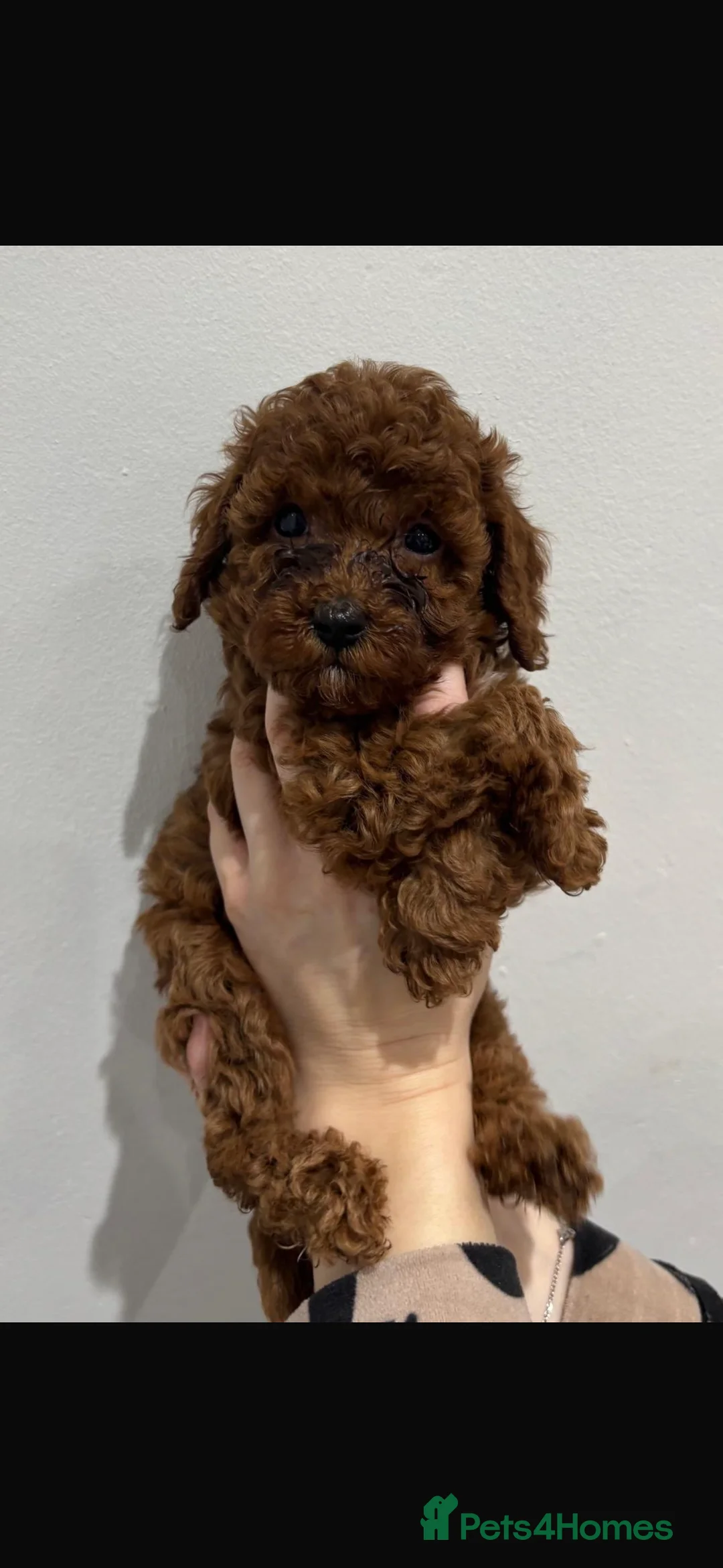 Miniature Poodle dogs for sale: Miniature poodles  in Gravesend - Advert 11