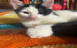 Domestic Shorthair cats for sale: 3 kittens for sale  - Image 3
