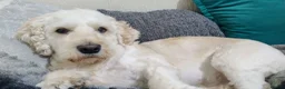 Mixed Breed dogs for stud: Ralfie's available for stud with any similar breed - Advert 4