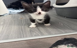 Mixed Breed cats for sale: Kittens for sale  - Image 14