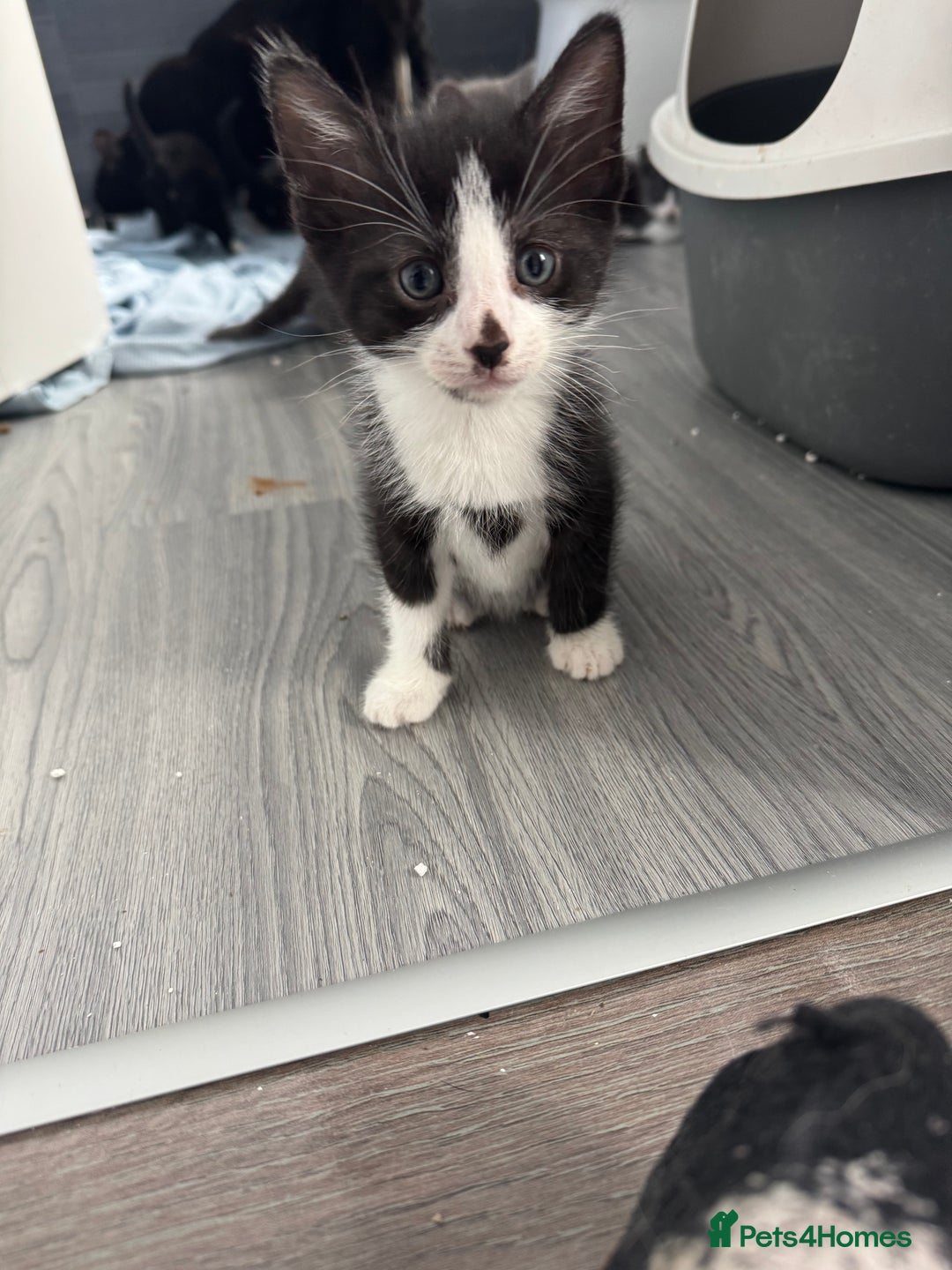 Mixed Breed cats for sale: Kittens for sale  - Image 14