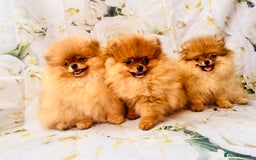 Pomeranian dogs for sale: 💗Last girl left! Royal Orange Pomeranian Pedigree - Image 15