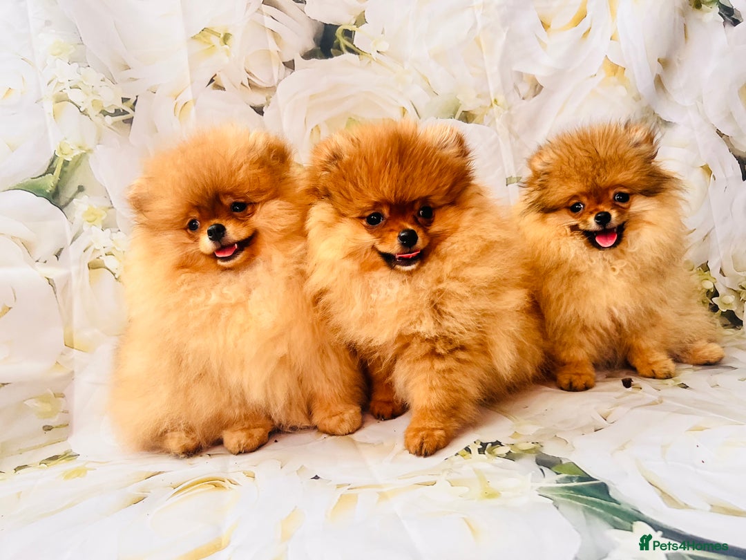 Pomeranian dogs for sale: 💗Last girl left! Royal Orange Pomeranian Pedigree - Image 15