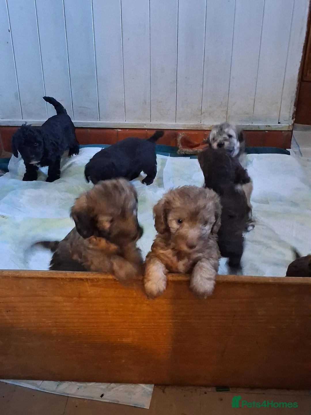 Mixed Breed dogs for sale: Gorgeous Bassettoodle Puppies for sale in Stourbridge - Advert 2