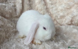 Mini Lop rabbits for sale: Pure Bred Mini Lop Baby Rabbits - Image 2