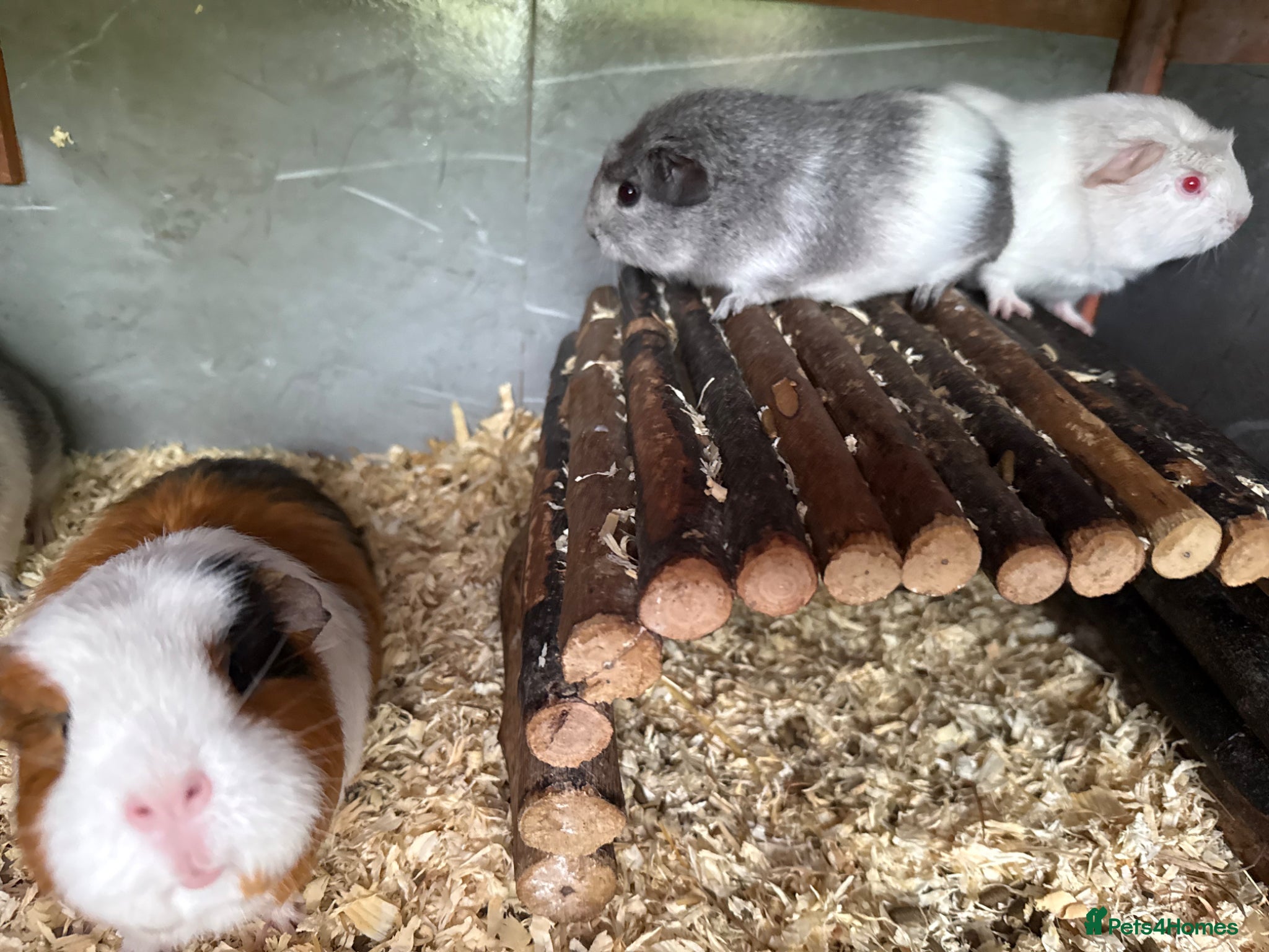 Guinea Pig rodents Baby guinea pigs  - Advert 1