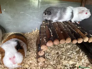 Guinea Pig rodents Baby guinea pigs - Advert 1