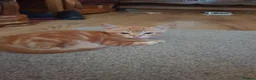 Ragdoll cats for sale: Ragdoll x tortoise shell - Advert 9