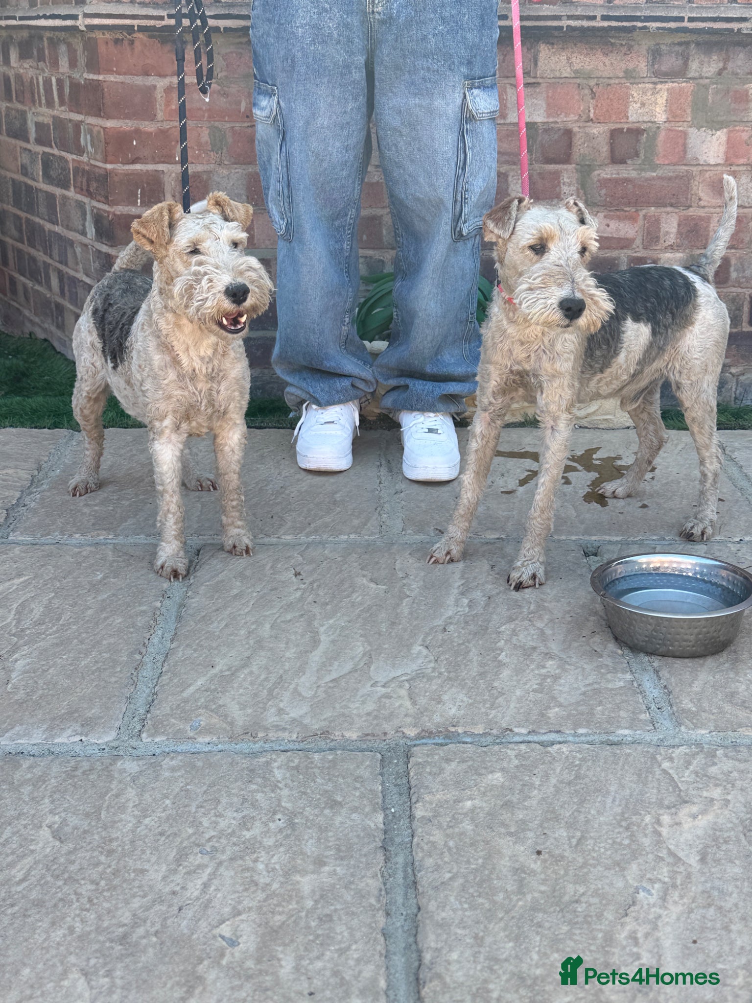 Fox Terrier dogs KC 2 years old Fox terriers  - Advert 13