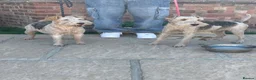 Fox Terrier dogs for sale: KC 2 years old Fox terriers  - Advert 1