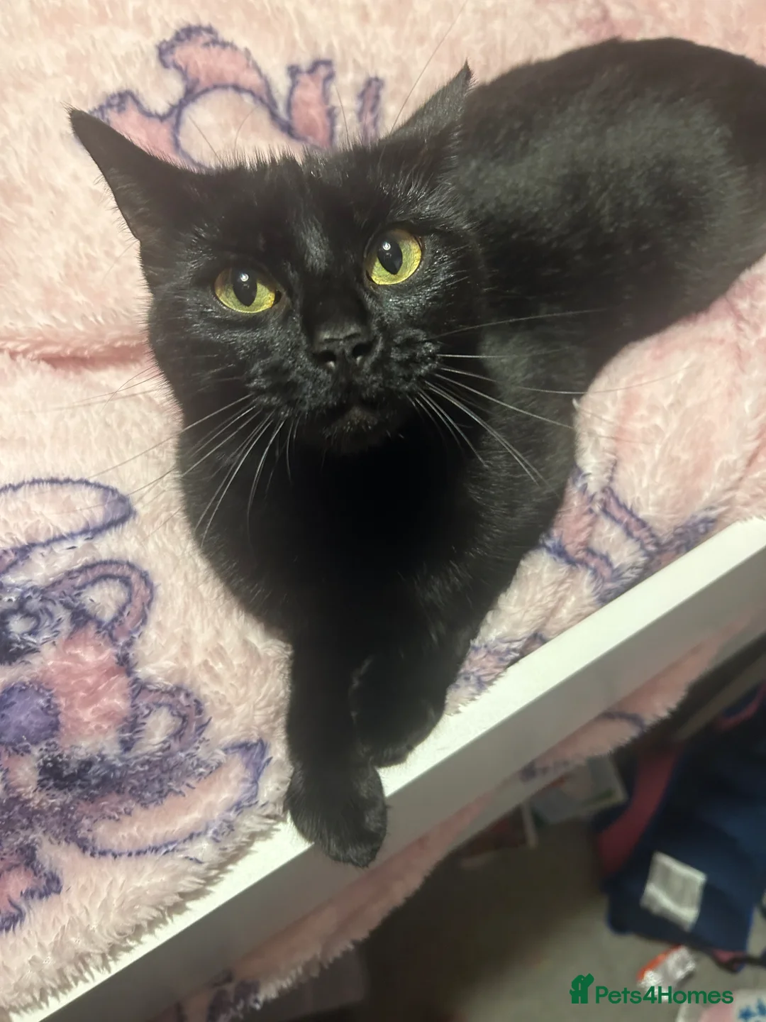British Shorthair cats for sale: Bella in Exeter - Advert 1