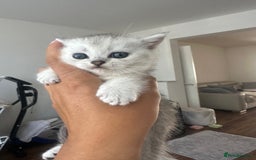 Scottish Fold cats for sale: Scottish fold / Chichilla kittens - Image 4