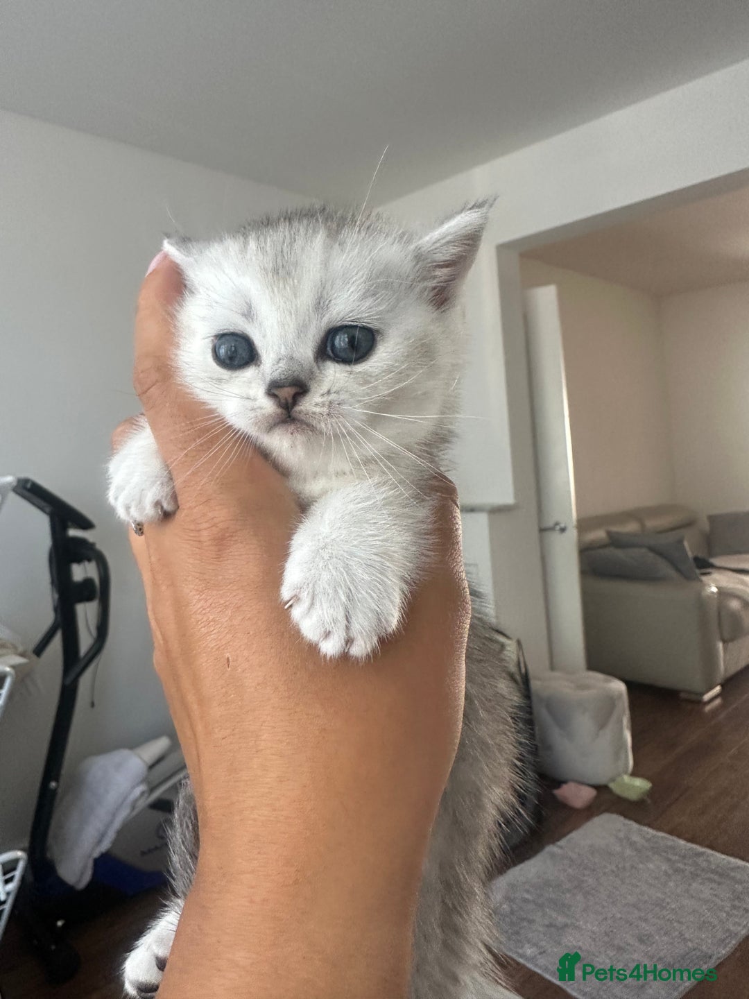 Scottish Fold cats for sale: Scottish fold / Chichilla kittens - Image 4