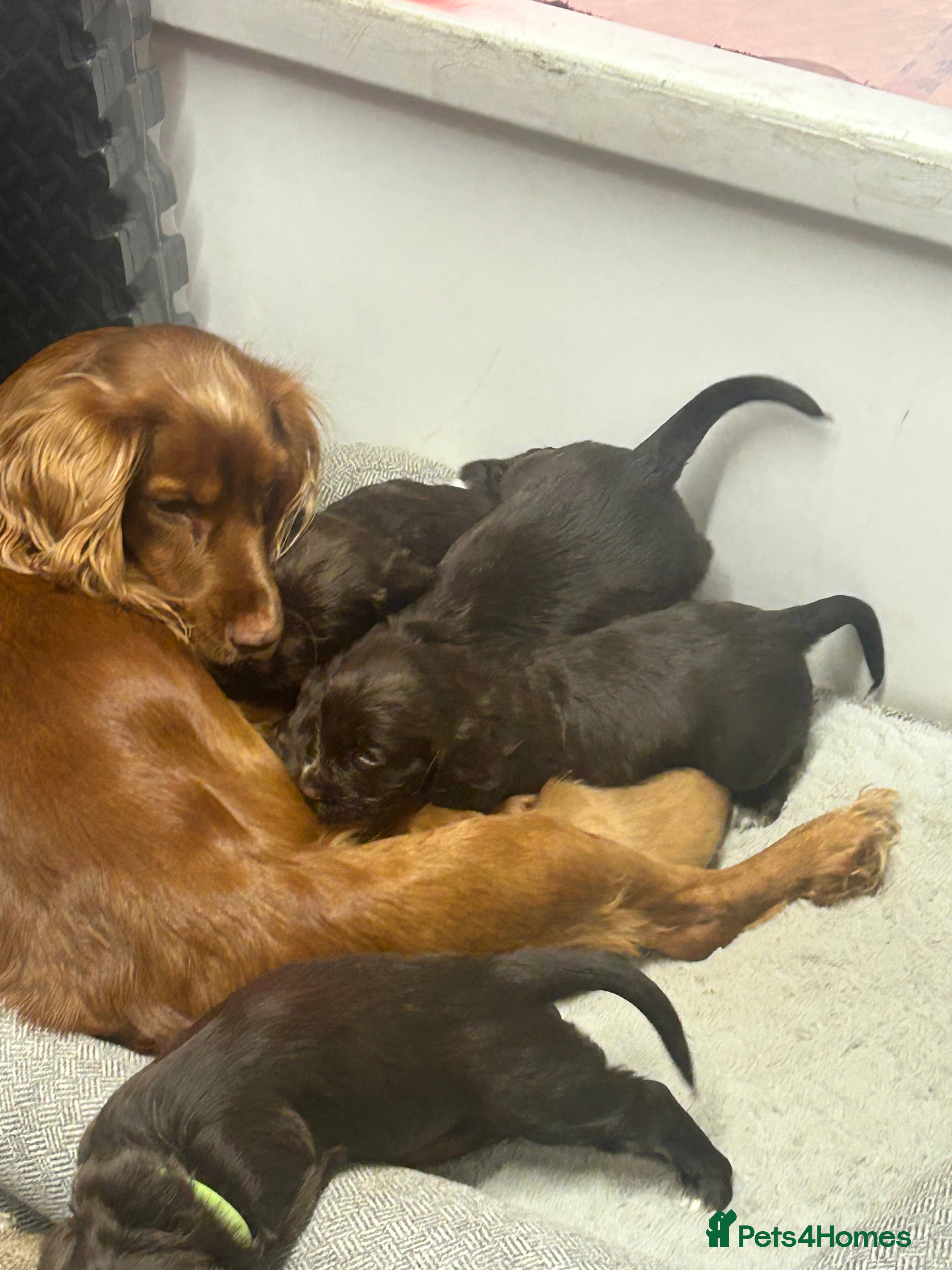 Cocker Spaniel dogs Working cocker spaniels - Advert 14