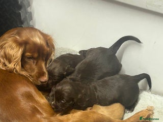 Cocker Spaniel dogs Working cocker spaniels - Advert 4