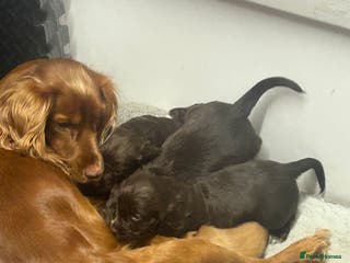 Cocker Spaniel dogs Working cocker spaniels - Advert 16