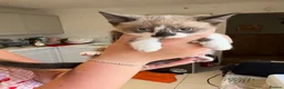 Mixed Breed cats for sale: Beautiful Kittens for Sale.  in Benfleet - Advert 4