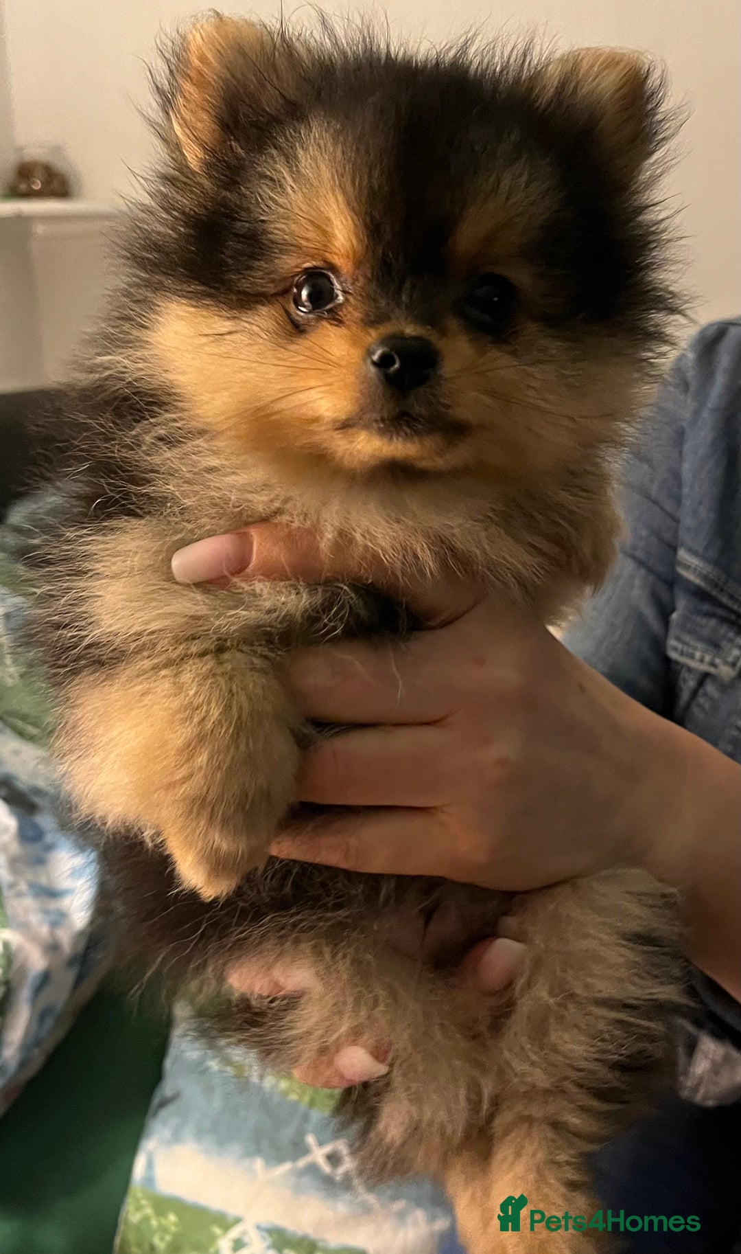 Pomeranian dogs for sale: Gorgeous miniature Pomeranian pups - Advert 7