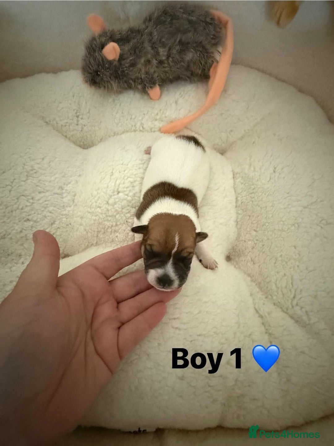 Jack Russell dogs for sale: TRUE ORIGINAL JACK RUSSELL PUPPIES  - Image 4