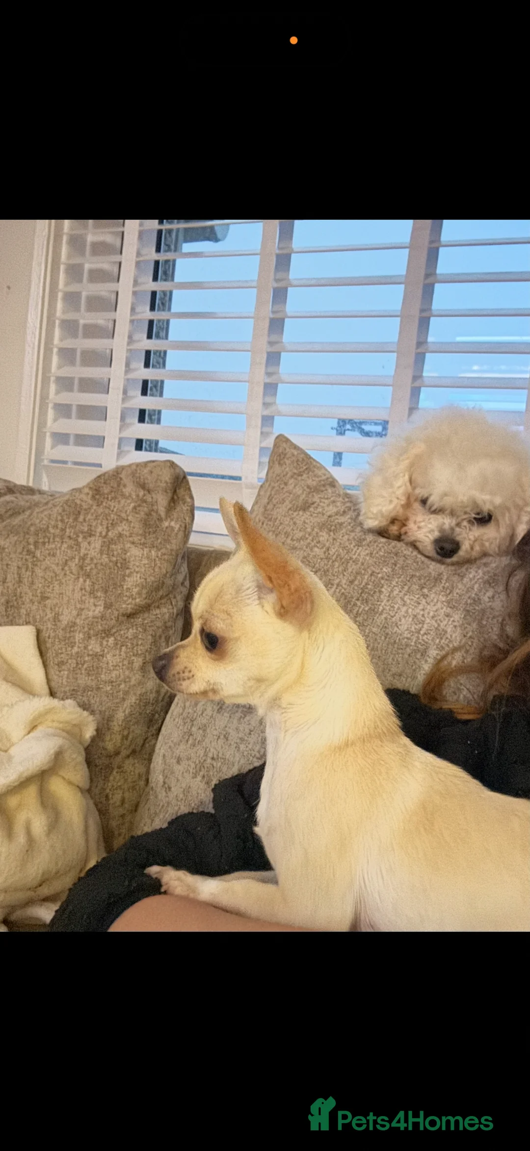 Chihuahua dogs for sale: Chihuahua puppy’s  - Advert 2