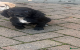 Cocker Spaniel dogs for sale: Cocker Spaniel puppies  - Image 3