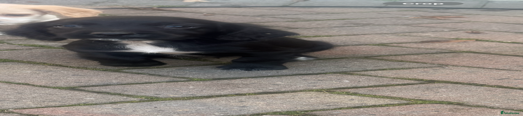 Cocker Spaniel Puppy 2