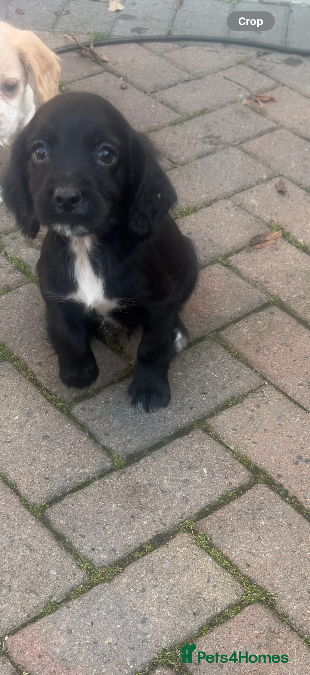 Cocker Spaniel dogs for sale: Cocker Spaniel puppies  - Image 3